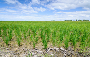 Rice Sprout in Rice field.Rice seedlings green background