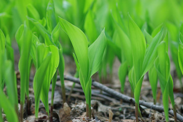 Obraz premium grass dew rain macro fresh green eco