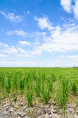 Rice Sprout in Rice field.Rice seedlings green background