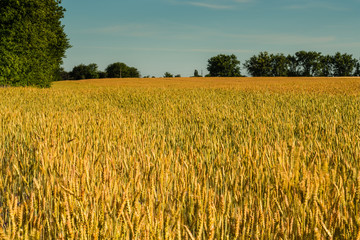 Вид на пшеничное поле