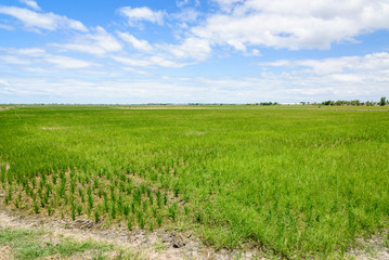 Fototapeta na wymiar Rice Sprout in Rice field.Rice seedlings green background
