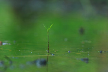 grass dew rain macro fresh green eco