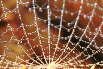 cobweb dew in the forest