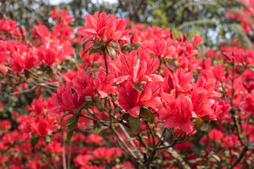 red rhododendron blossom, Azalea