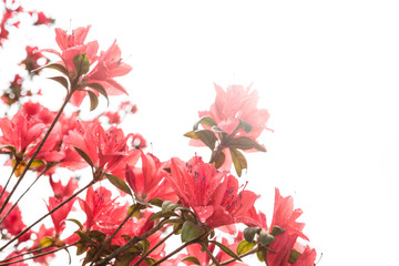 red rhododendron blossom, Azalea