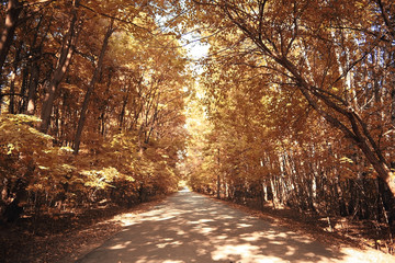 autumn park landscape with trees with yellow foliage