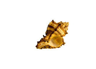 Sea shell isolated on white