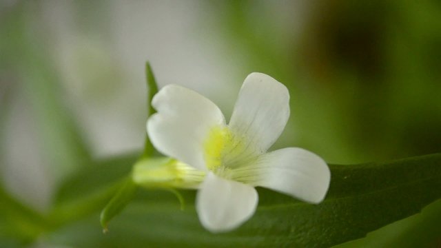 Gottes-Gnadenkraut, Gratiola offic., Heilpflanze stark gef&auml;hrdet