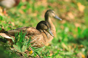 ducks in a city park