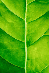 Fototapeta na wymiar Leaf Texture