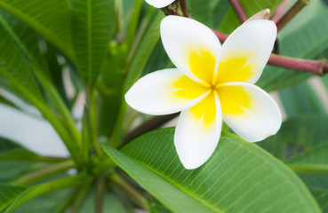 Fototapeta na wymiar Plumeria, White flower 