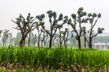 Park in Jiangyin