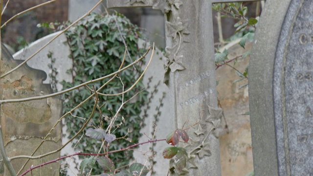 Big cross tombstone with vines on it. Found inside the cemetery in London with some withered branches and sticks of a tree