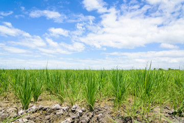 Rice Sprout in Rice field.Rice seedlings green background