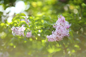 Obraz premium lilac flowers on the bush