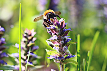bumblebee blue flowers grass green background