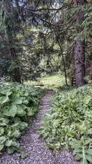 Obraz premium Treppen im Wald