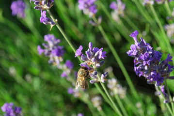 Obraz premium Lawenda i pszczoła 3