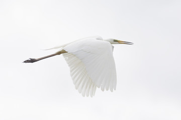 White heron