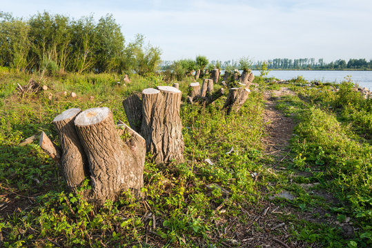 Tree stumps on the banks of a river