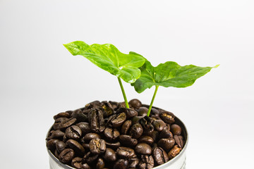 Coffee beans