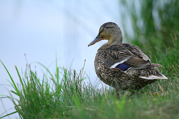 water duck flock of birds