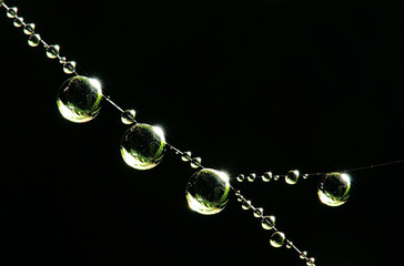 macro water drops on the web