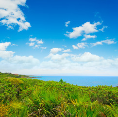 green plants by the shore in Alghero
