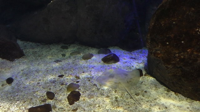 Camouflaged stingray flat fish swimming at the bottom of aquarium