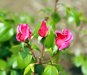 three roses in the garden in spring