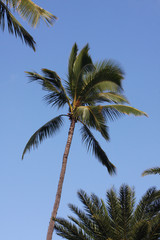 Palm tree scene on a perfect day, Hawaii, USA