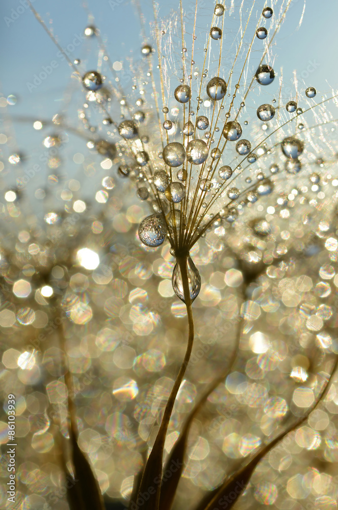 Wall mural dewy dandelion flower close up