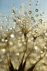 Naklejka premium Dewy dandelion flower close up