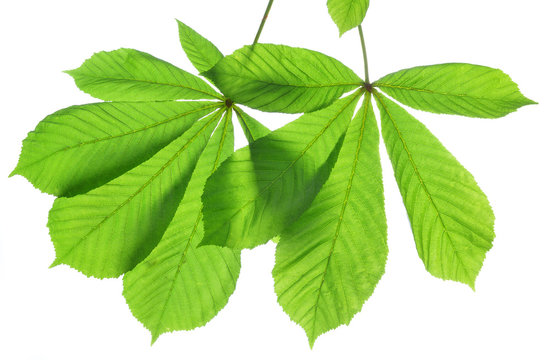 green leaves of chestnut tree isolated