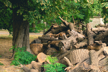 Cut branches, logs and stumps lying in the Park under a big gree