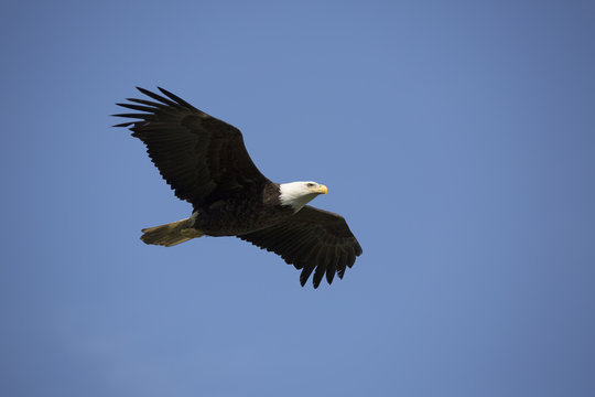 Portrait of american bald eagle