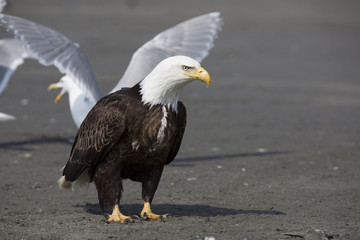 Portrait of american bald eagle
