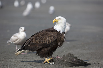 Portrait of american bald eagle
