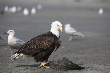 Portrait of american bald eagle
