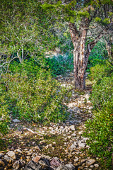 rocky path in the wood in hdr