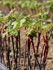 Jeune plant de vigne