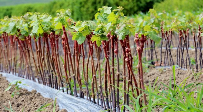 Jeune plant de vigne