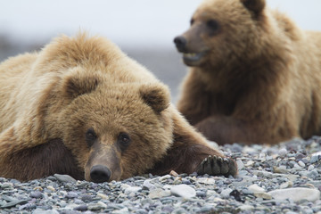 Obraz premium Portrait of wild brown bear in its habitat