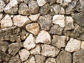 Bodhi tree sprouts in concrete joints