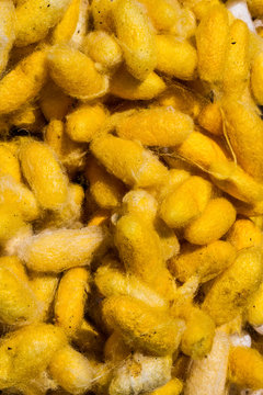 Cocoons background