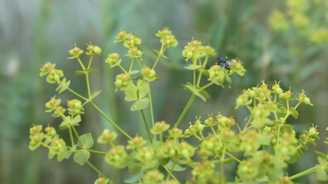 Fly on wild flowers