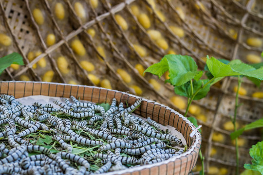 Silkworm
