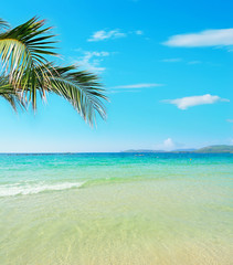 Fototapeta na wymiar palm branch over a tropical beach