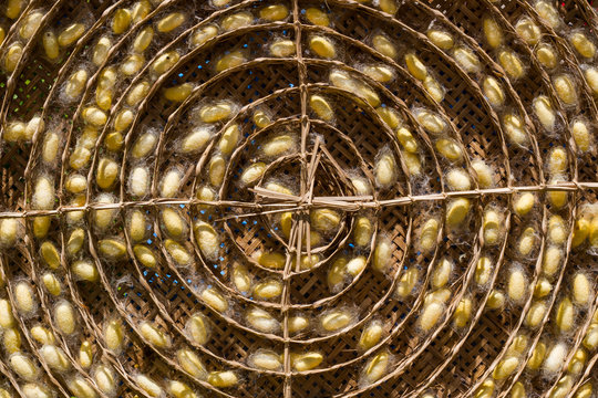 Sericulture