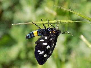 Forest butterfly on grass blade